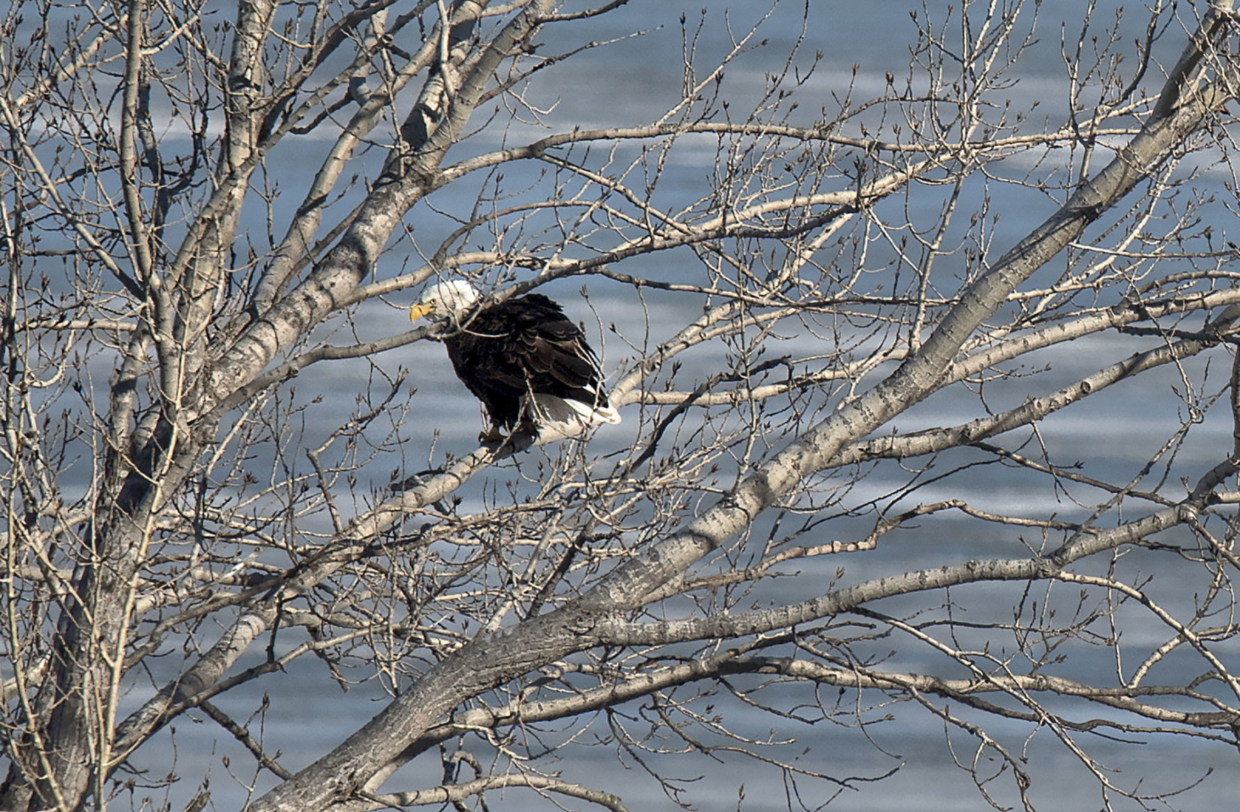 Birds at Branched Oak Lake